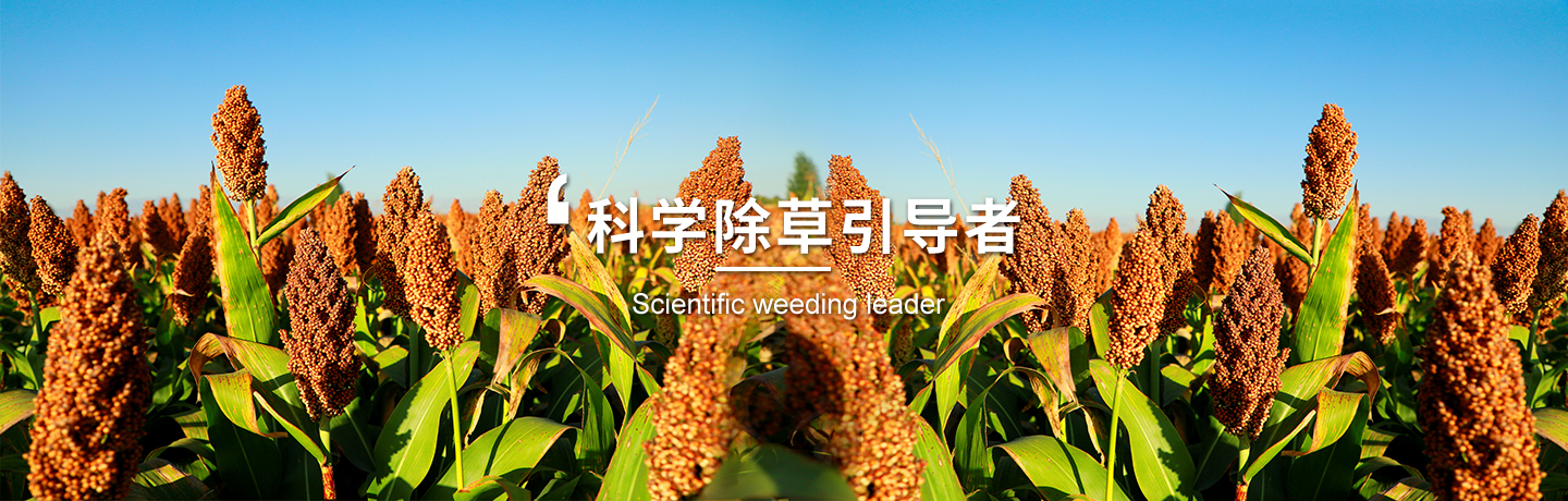 經(jīng)作類(lèi)除草劑哪家好、小麥田除草劑選哪家